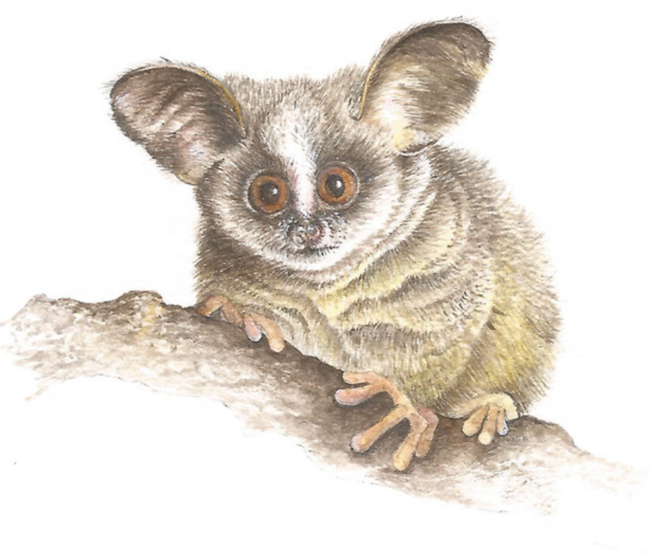 Baby Safari Animal Watercolors