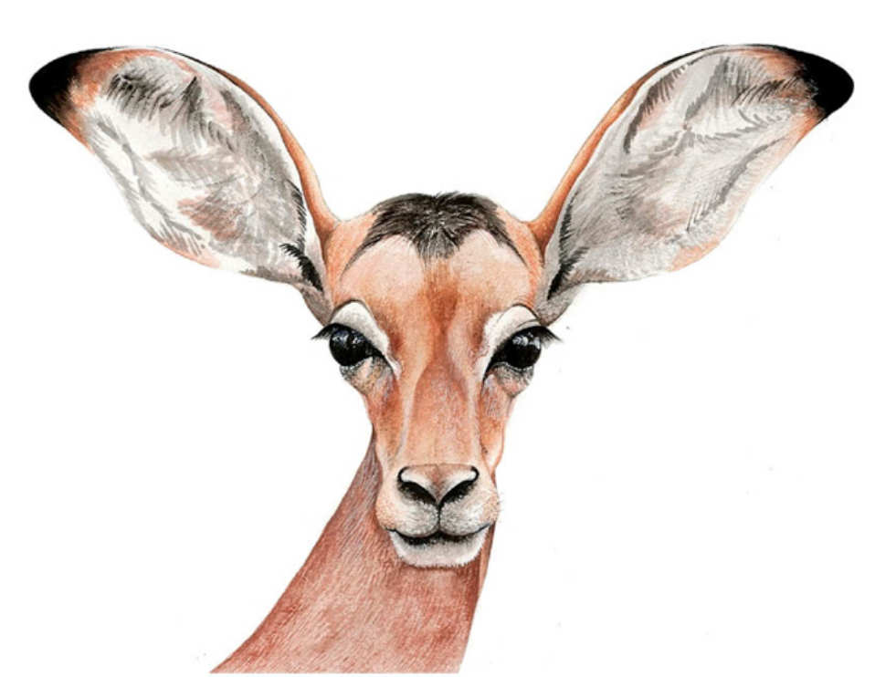 Baby Safari Animal Watercolors