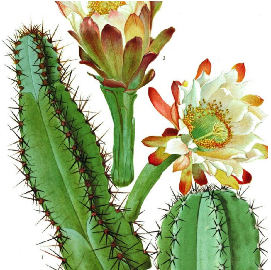 Cacti Art Prints