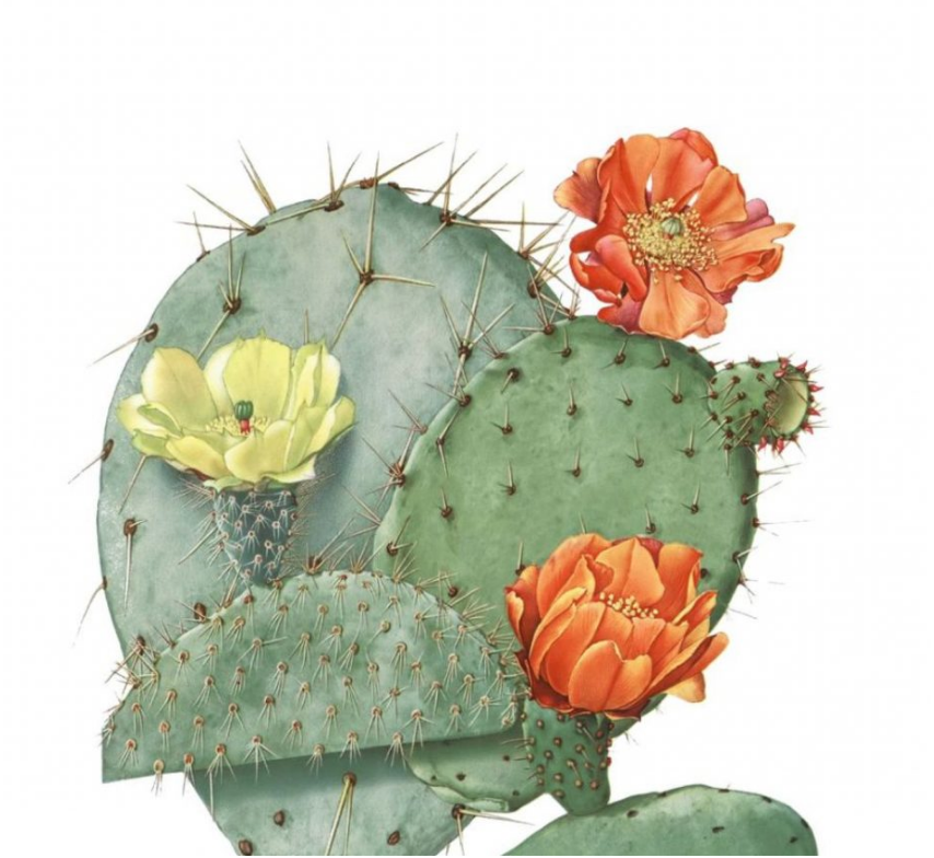 Cacti Art Prints