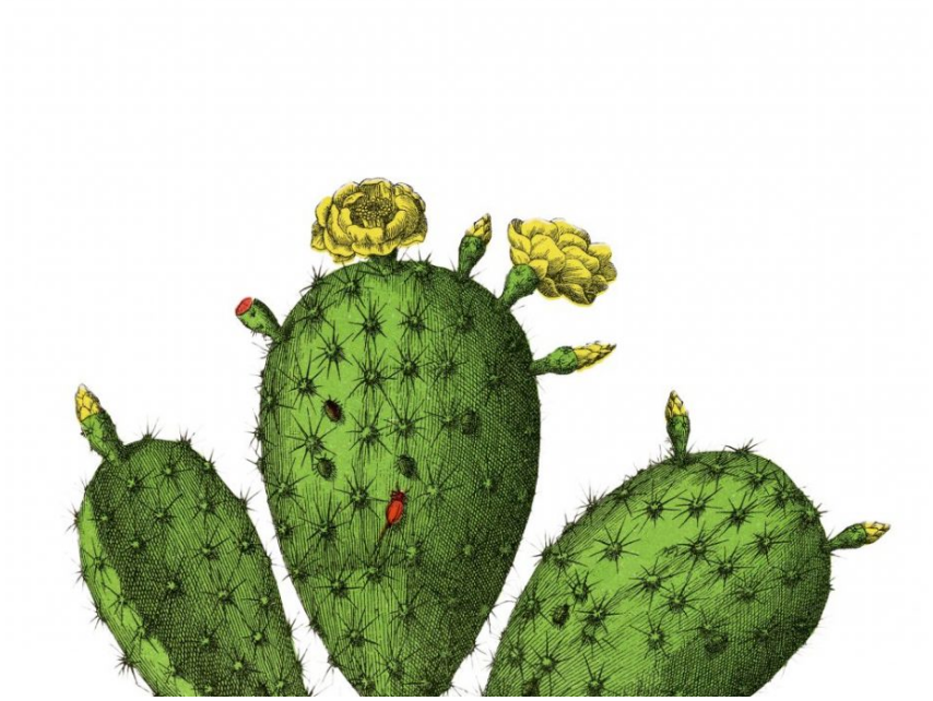 Cacti Art Prints