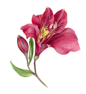 Single Botanical Watercolor Prints