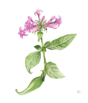 Single Botanical Watercolor Prints