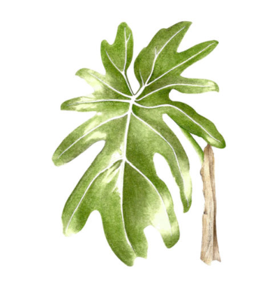 Single Botanical Watercolor Prints