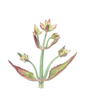 Single Botanical Watercolor Prints