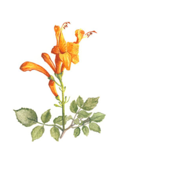 Single Botanical Watercolor Prints