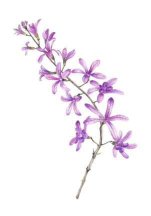 Single Botanical Watercolor Prints